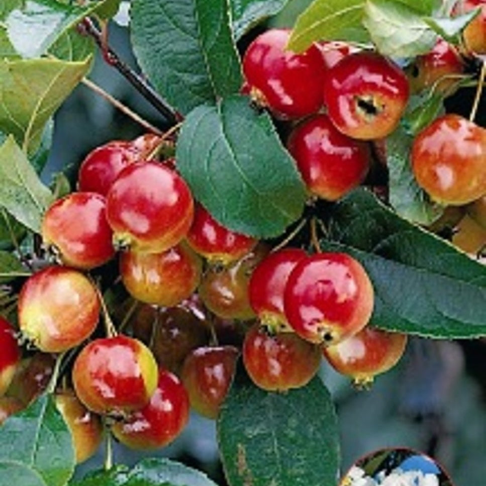 Äpple – Malus 'Royal Ruby' - 120 CM Stem C12